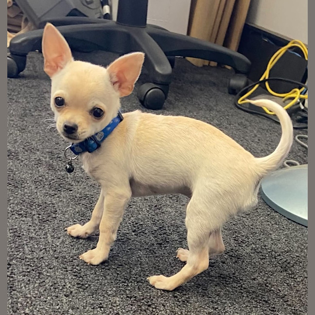 Photo of Pablo