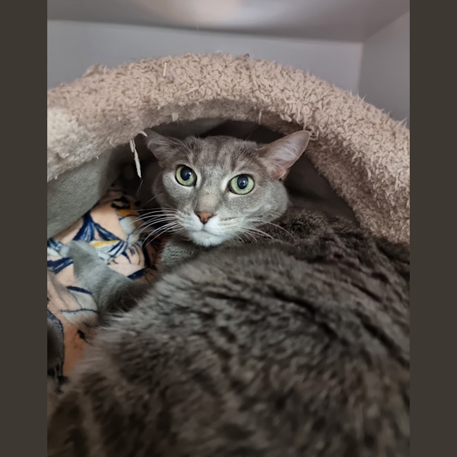 Photo of Smokey