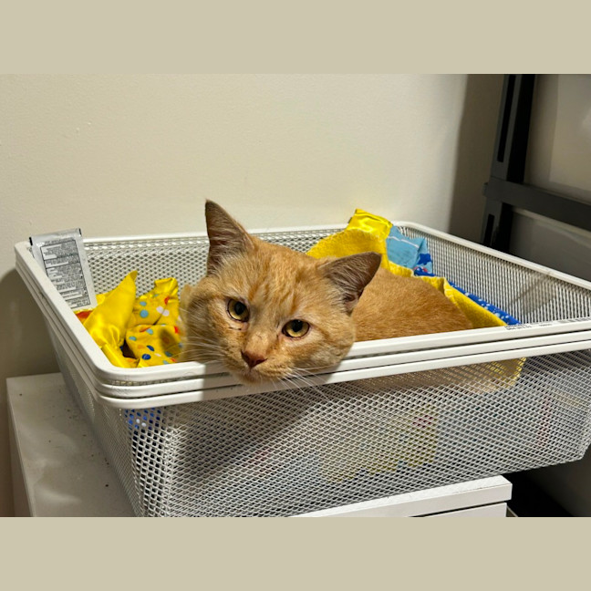 Photo of Sponge Cake