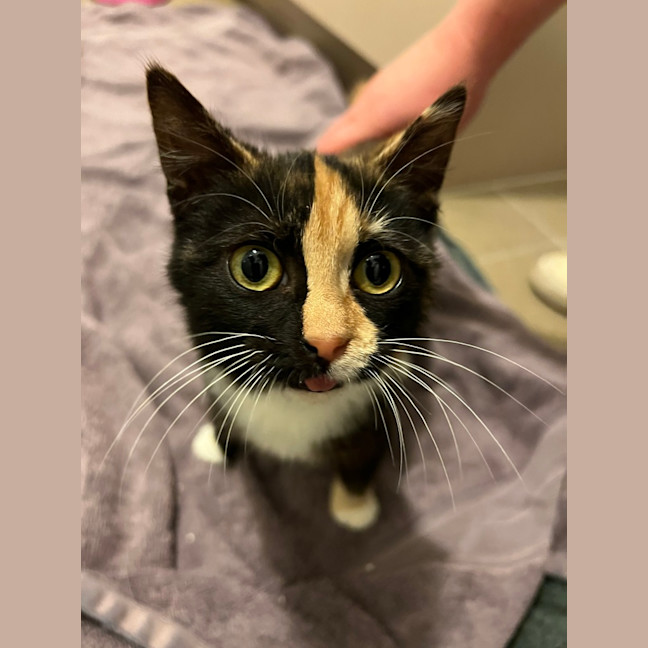 Photo of Lemon