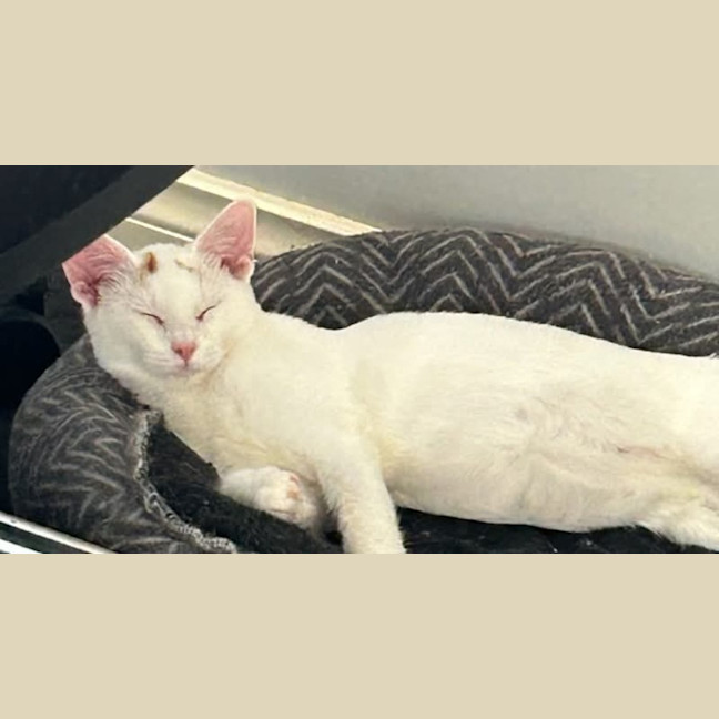 Photo of Crouton