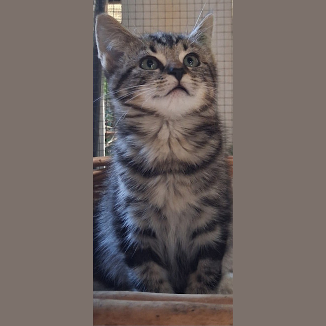 Photo of Nico