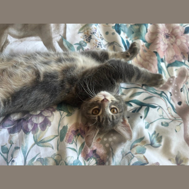 Photo of Grover