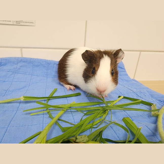 Photo of Ra And Bast