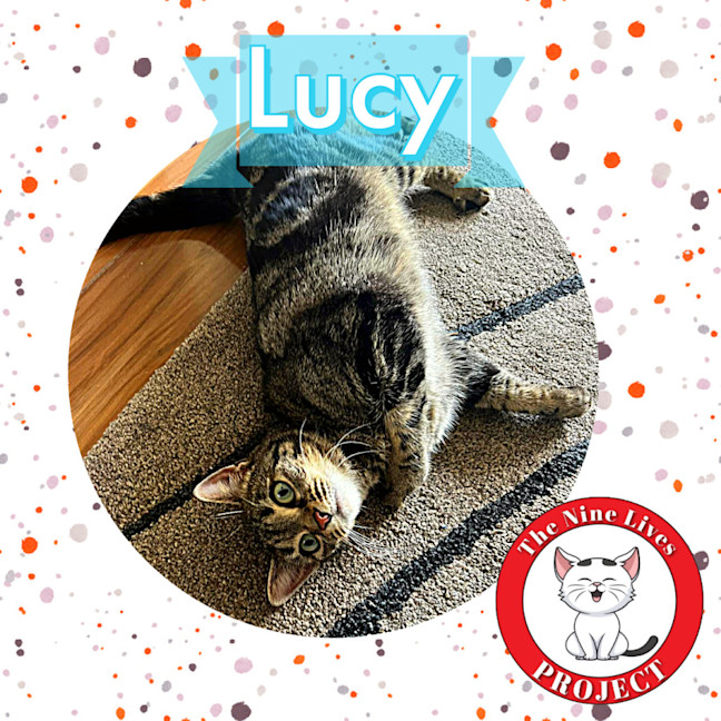 Photo of Lucy *9 Lives Project Rescue*