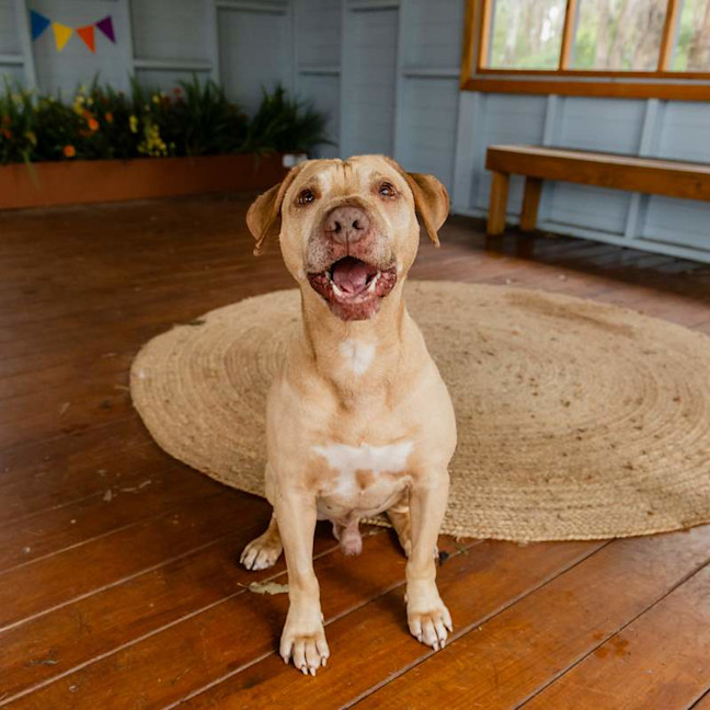 Photo of Chops