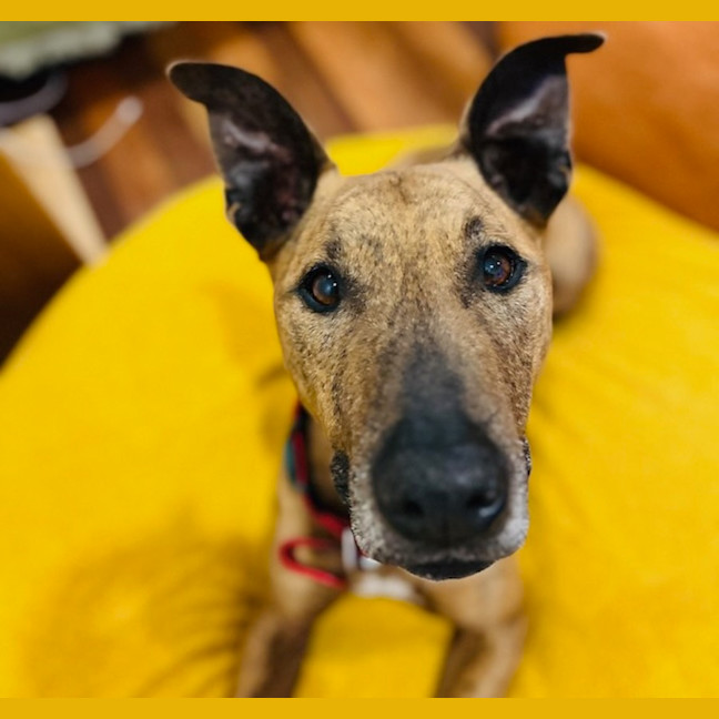 Photo of Trigger