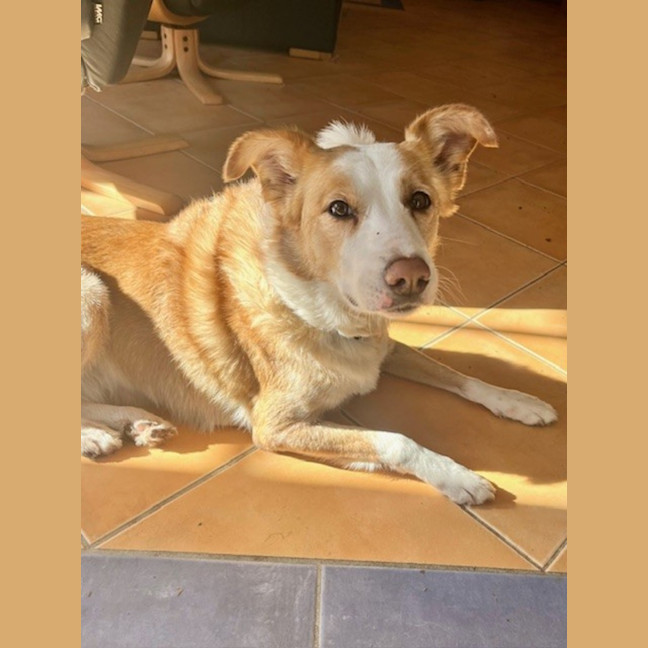 Photo of Chloe   5 Year Old Border Collie