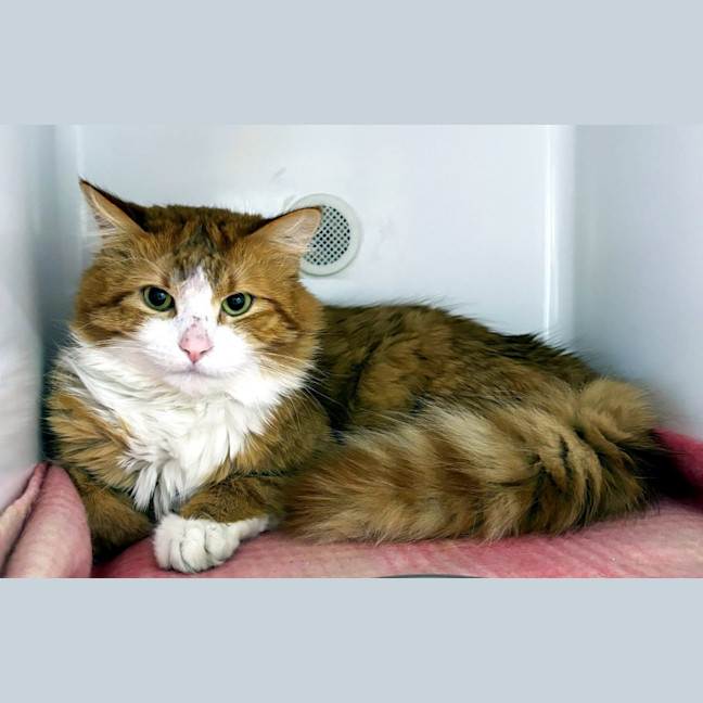 Photo of Elmo Sta012934