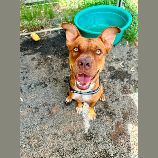 Photo of Loki