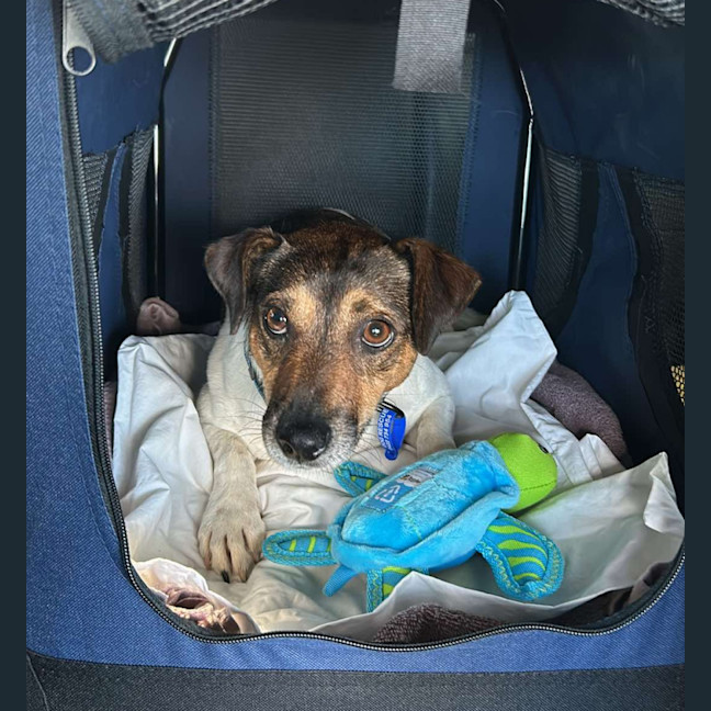 Photo of Monte 🐶 3.5yo Jack Russell (On Trial 2/3/25)