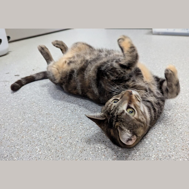 Photo of Luna