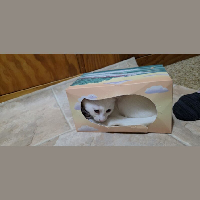 Photo of Marshmallow