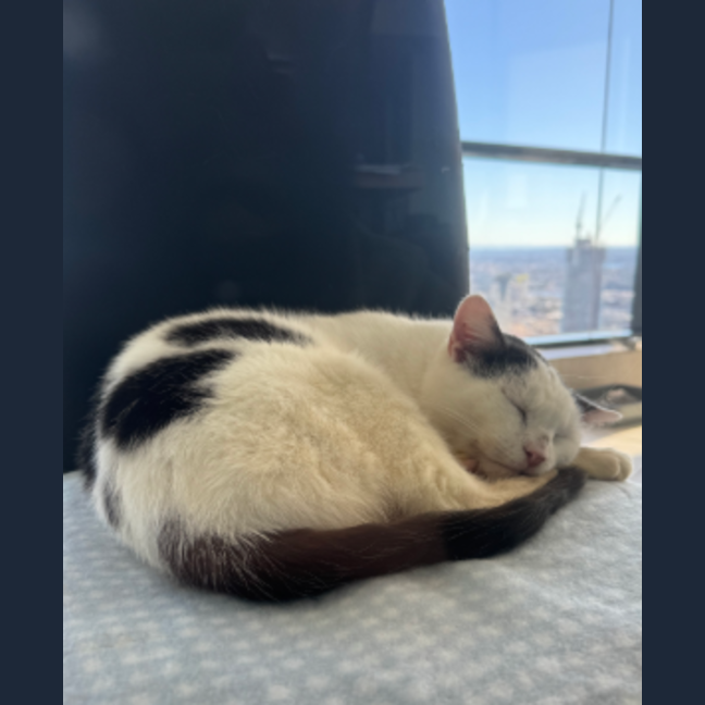 Photo of Noggin