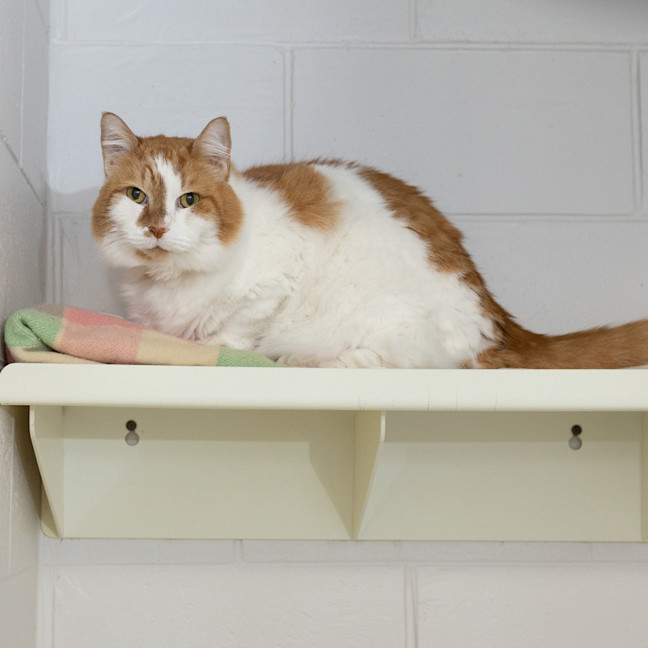 Photo of Nutmeg