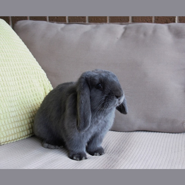 Photo of Fabulous Ivy