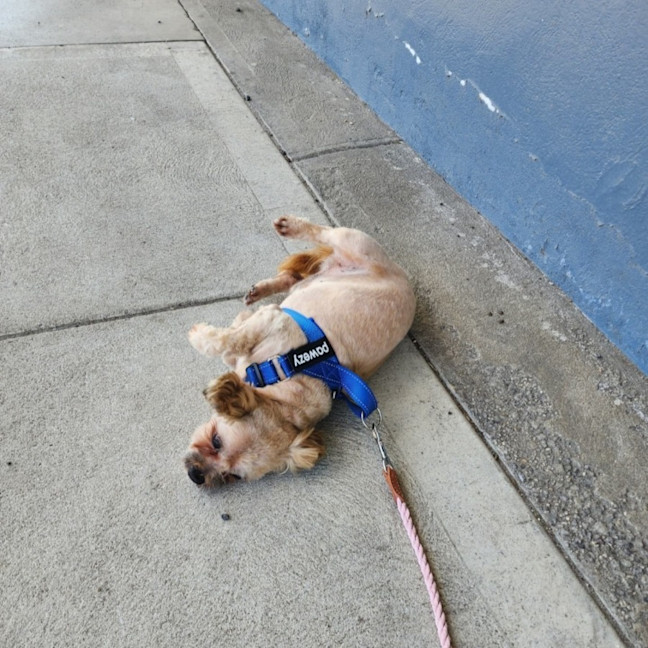 Photo of Rusty 