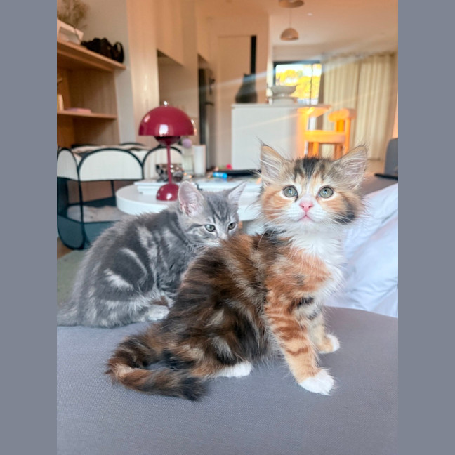 Photo of Milkshake & Matcha