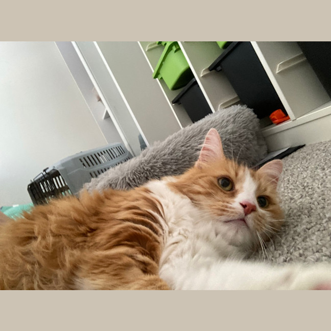 Photo of Pancake