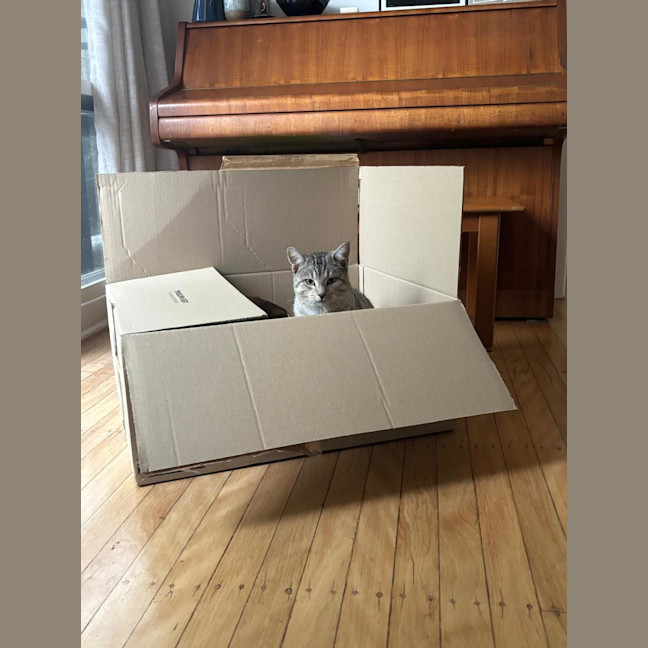 Photo of Benji   Assisted Rehoming