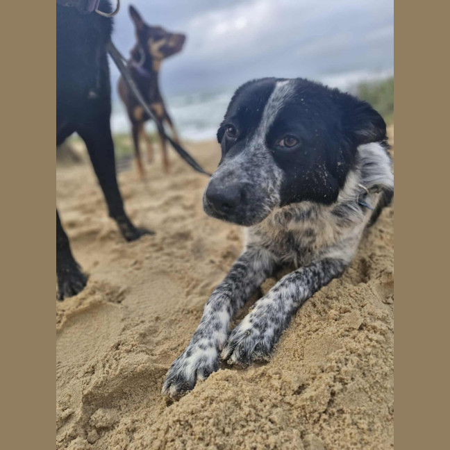 Photo of Frankie