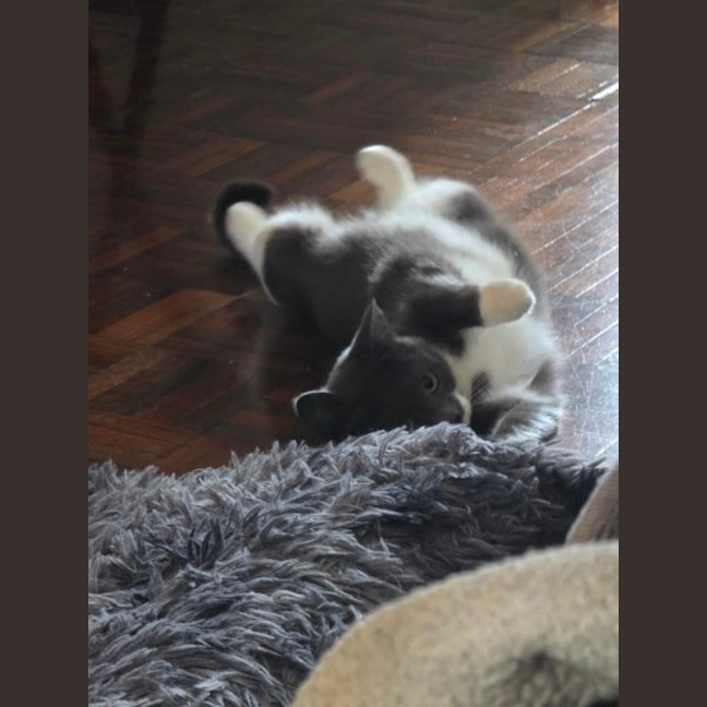 Photo of Cha Cha