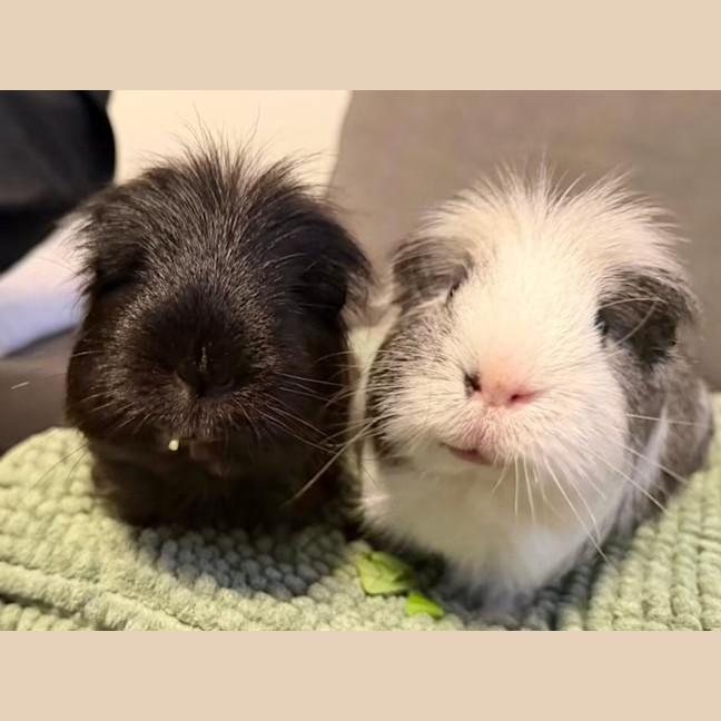 Photo of Zeus & Loki