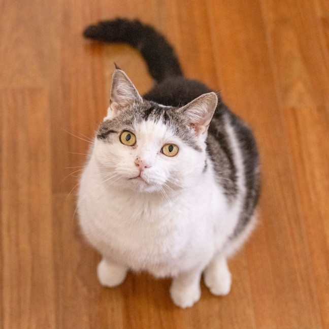 Photo of Tom   In Foster Care In Reservoir