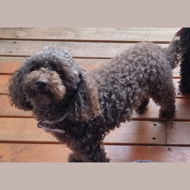 Photo of Hershey & Sugar 💗