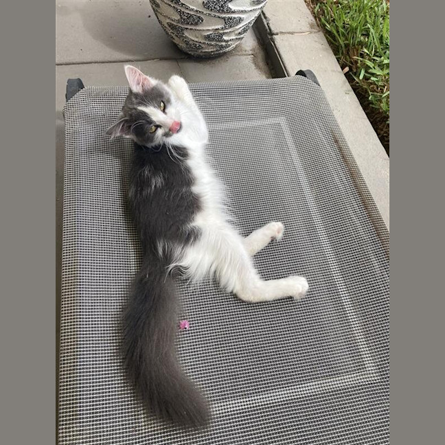 Photo of Jiminy Cricket