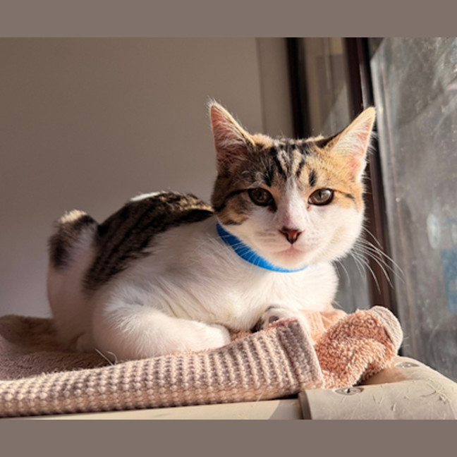 Photo of Cookie