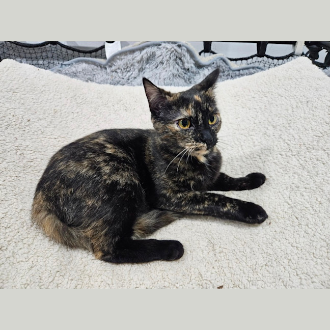 Photo of Rosie