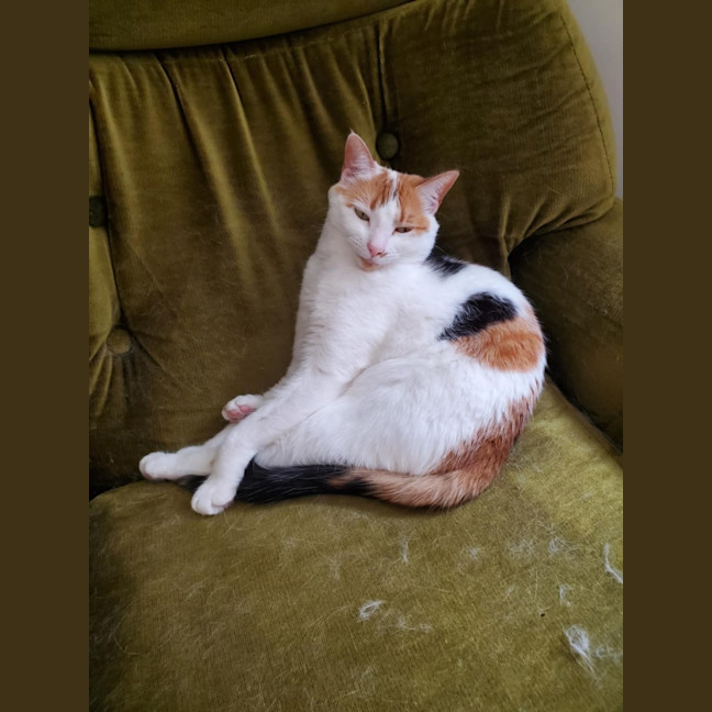 Photo of Hetty   Located In Coburg