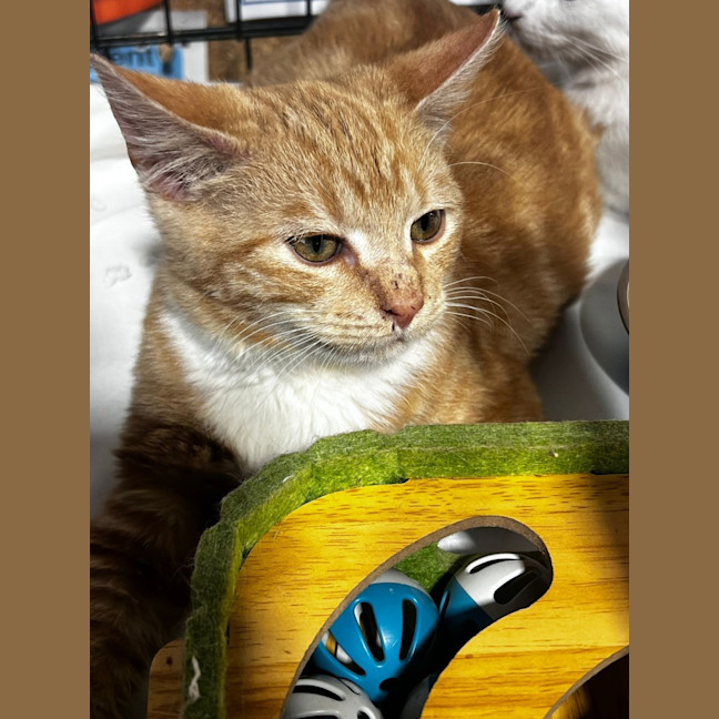 Photo of Bumble