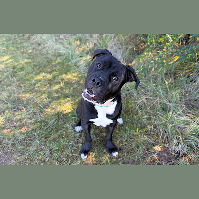 Photo of Archie