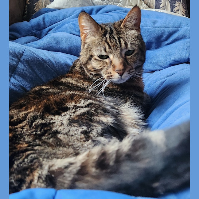 Photo of Twiglet ( Tilly )