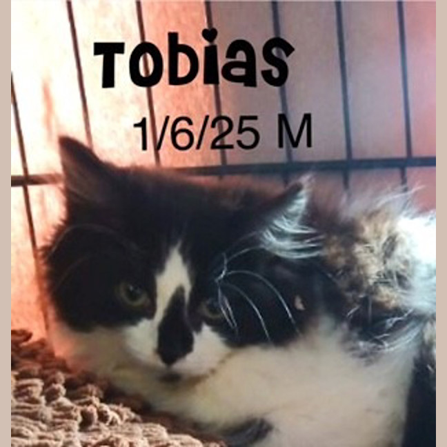 Photo of Tobias