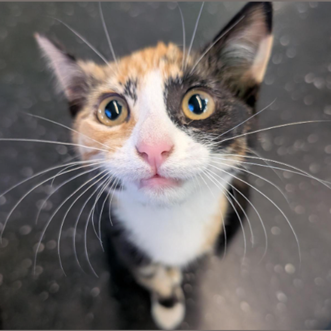 Photo of The Winged Dragon Of Ra