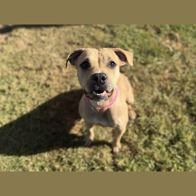 Photo of Lulu Imp 929