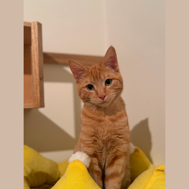 Photo of Cedar And Cypress