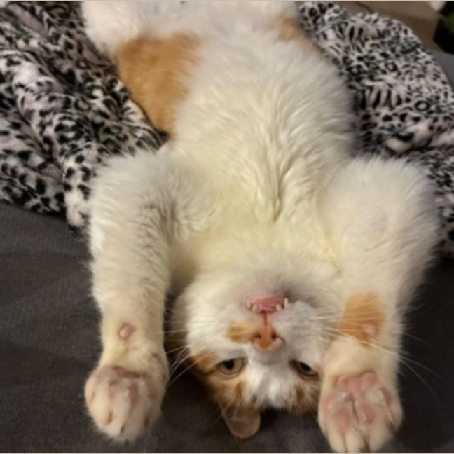 Photo of Pumpkin