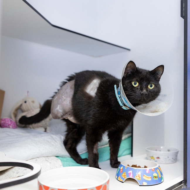 Photo of Senna (Previously Cupcake)