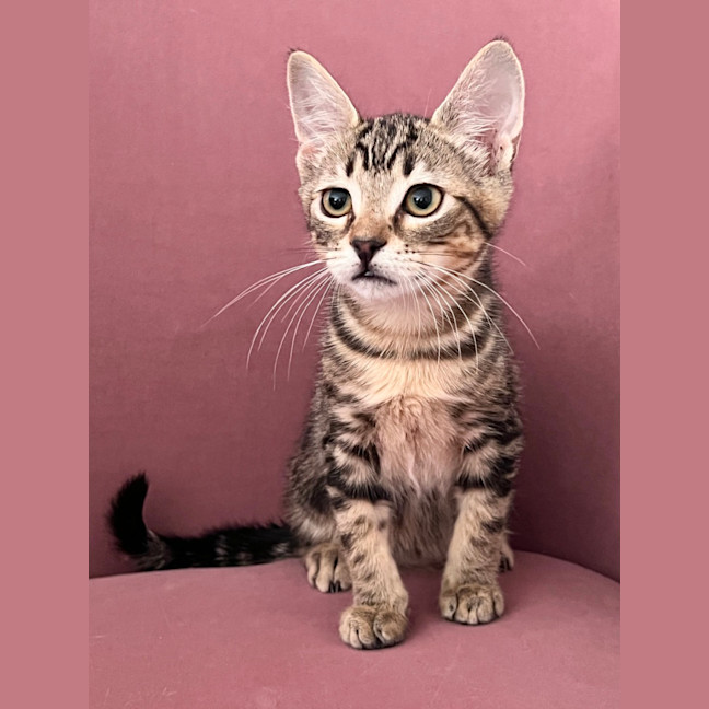 Photo of Pudding