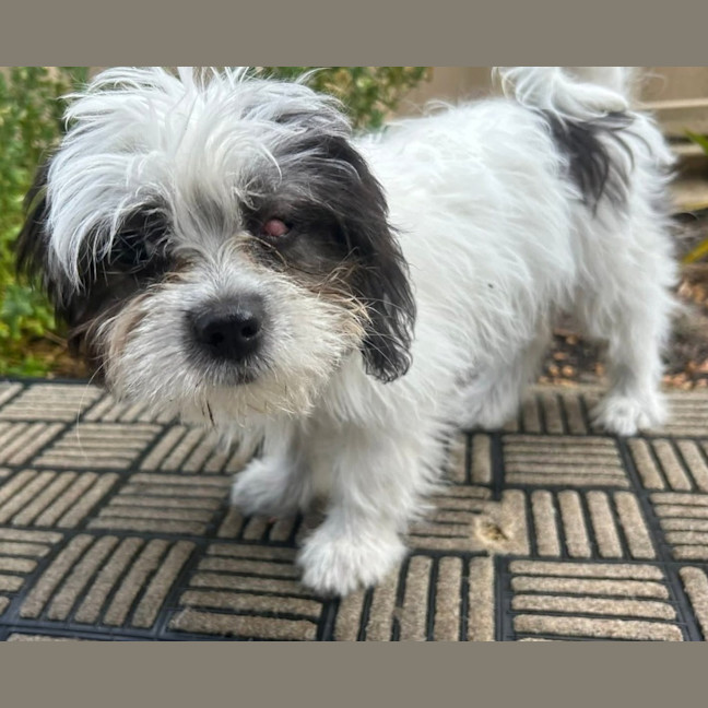 Photo of Phoebe
