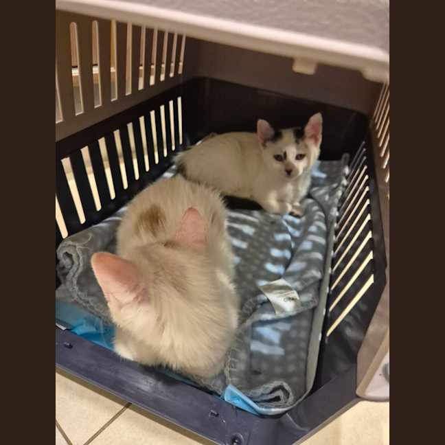 Photo of Yin And Yang