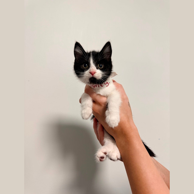 Photo of Bw Litter