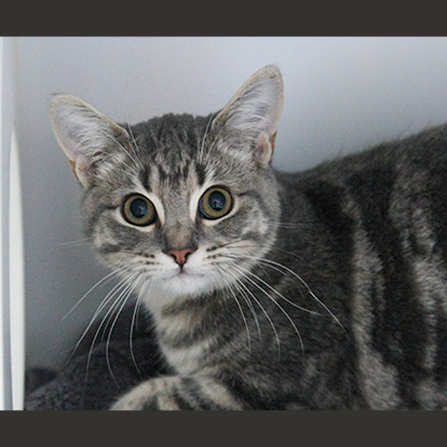 Photo of Muffin