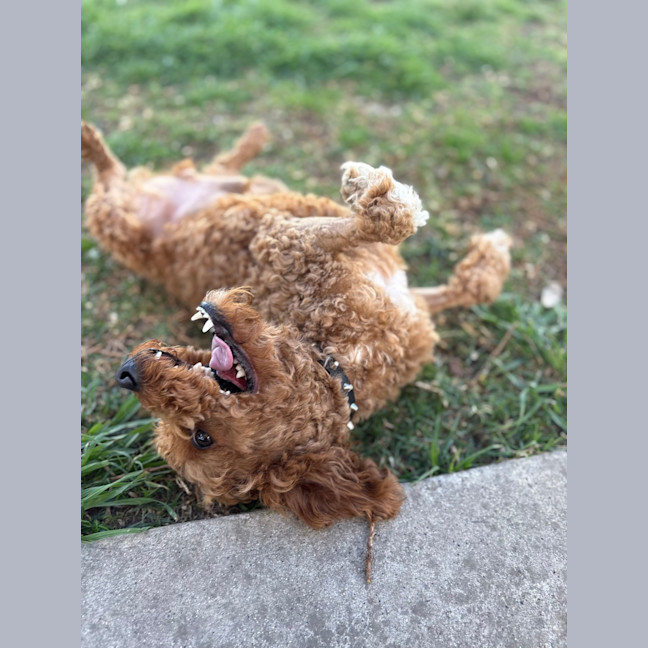 Photo of Bentley