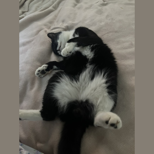 Photo of Felix