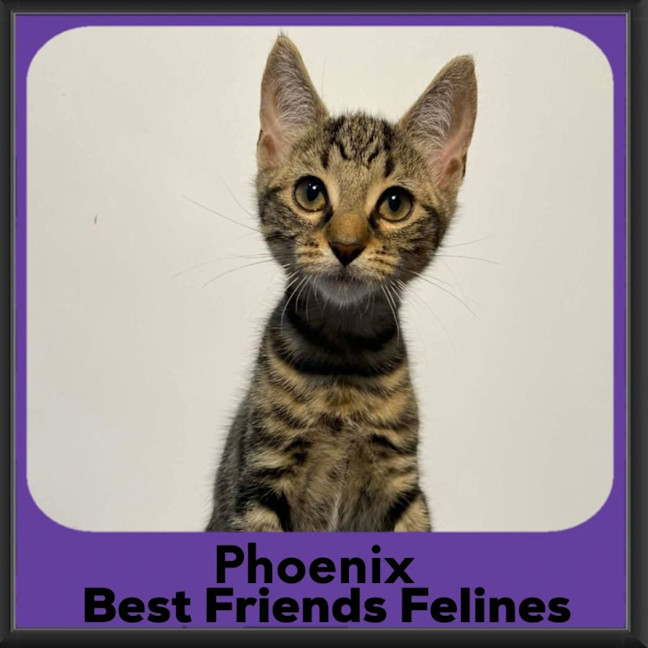 Photo of Phoenix